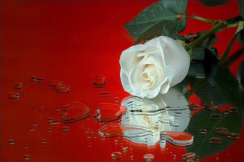 White Rose on Red Surface — Dramatic, Photograph, Leaves