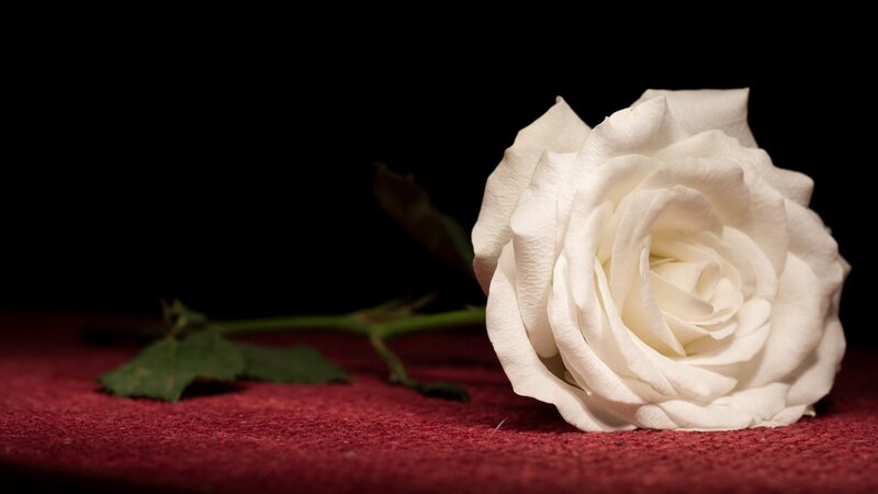 White Rose on Red Surface — Dramatic, Photograph