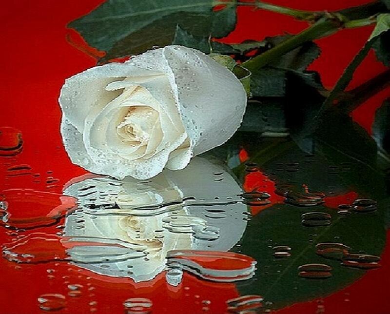 White Rose on Red Surface — Dramatic, Photograph, Water Droplets