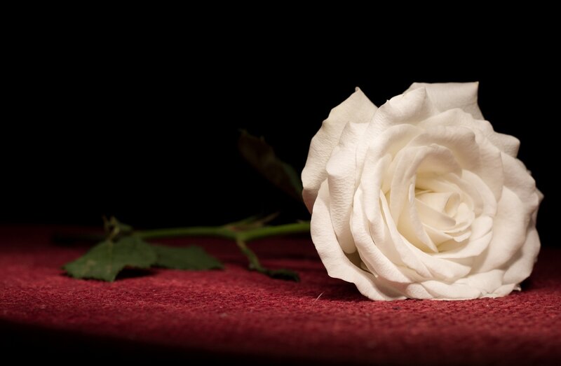 White Rose on Red Surface — Dramatic