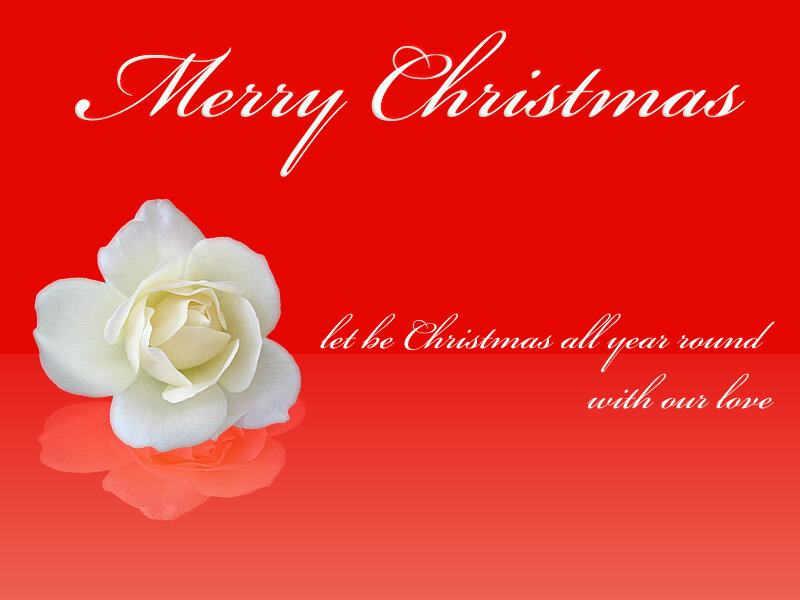 White Rose on Red
