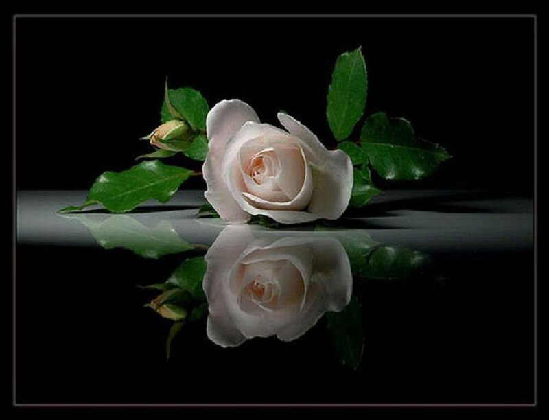 White Rose on Reflective Surface — Black, Serene