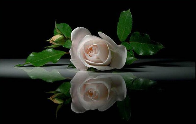 White Rose on Reflective Surface — Black