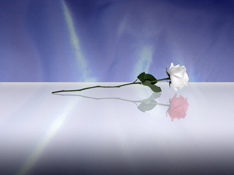 White Rose on Reflective Surface — Blue