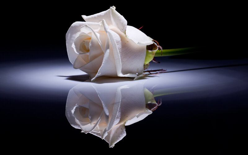 White Rose on Reflective Surface — Dramatic, Photograph, Stem