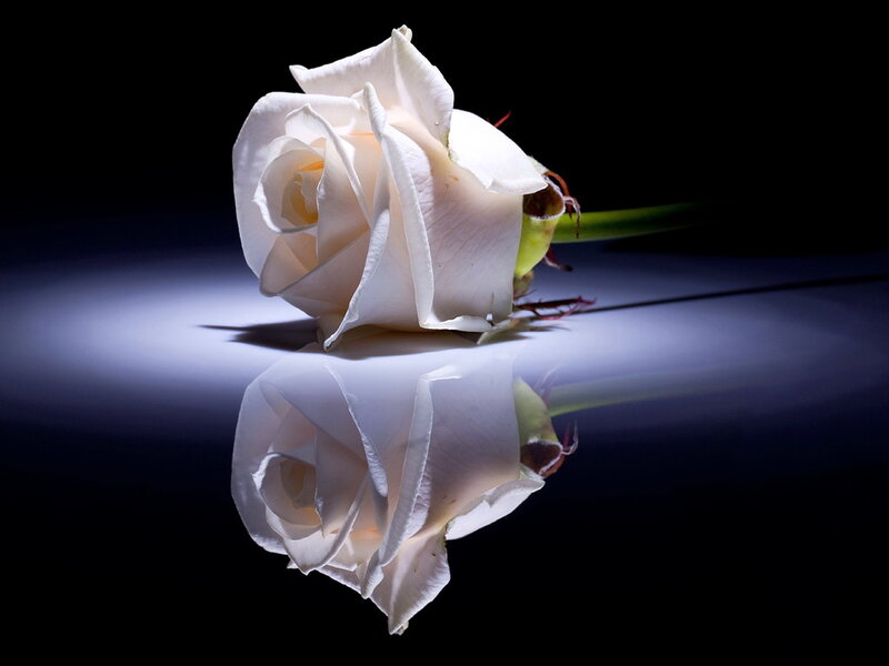 White Rose on Reflective Surface — Dramatic