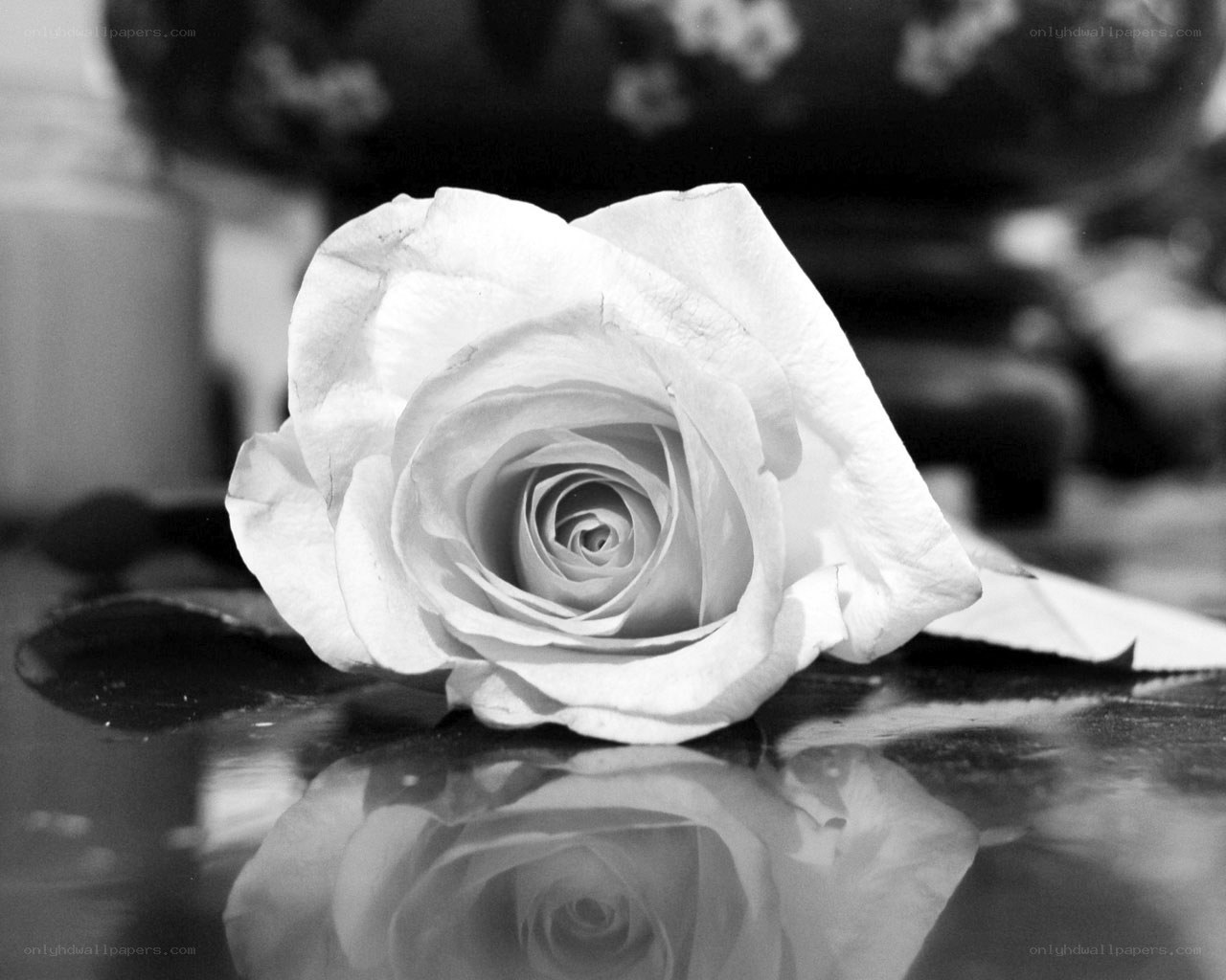 White rose on reflective surface