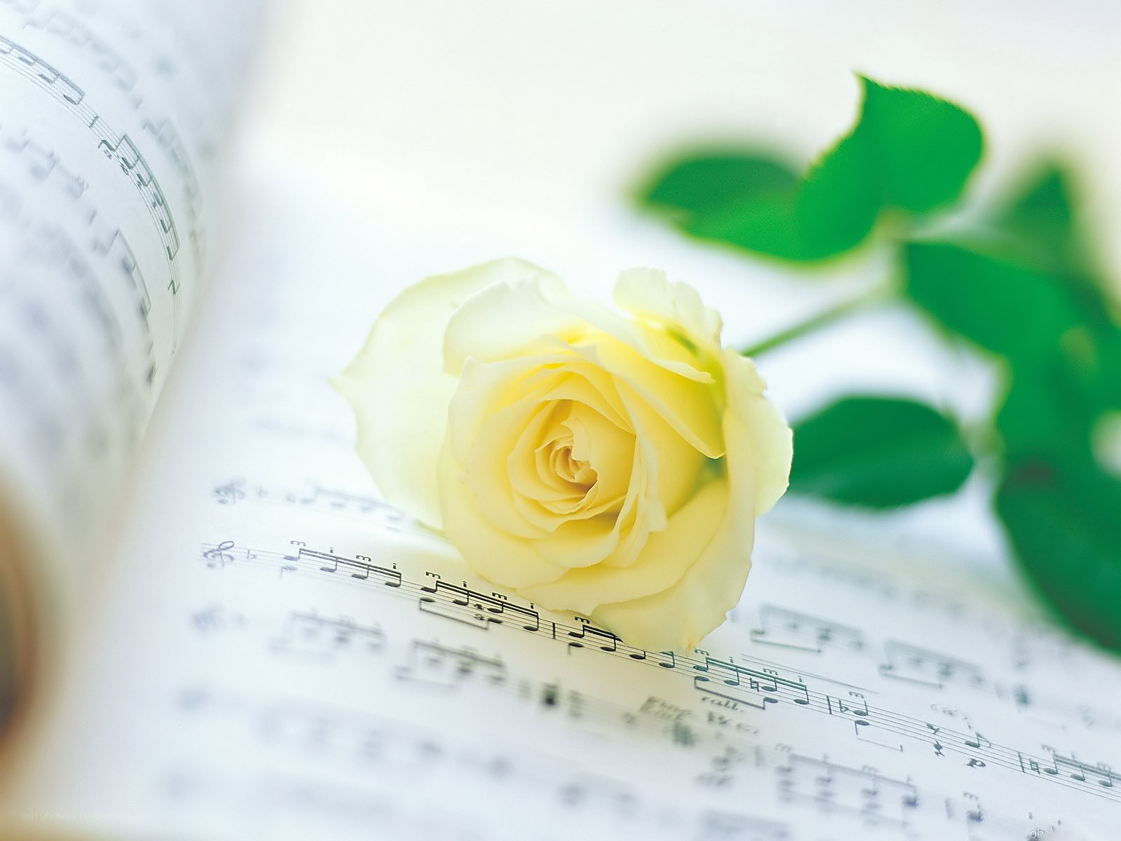 White rose on sheet music