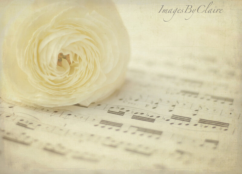 White Rose on Sheet Music — Cream