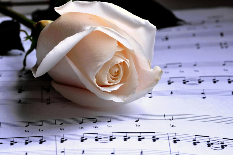 White Rose on Sheet Music — Serene, Photograph
