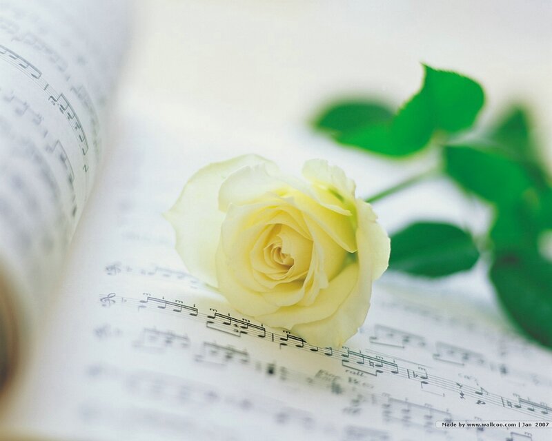 White Rose on Sheet Music — Serene