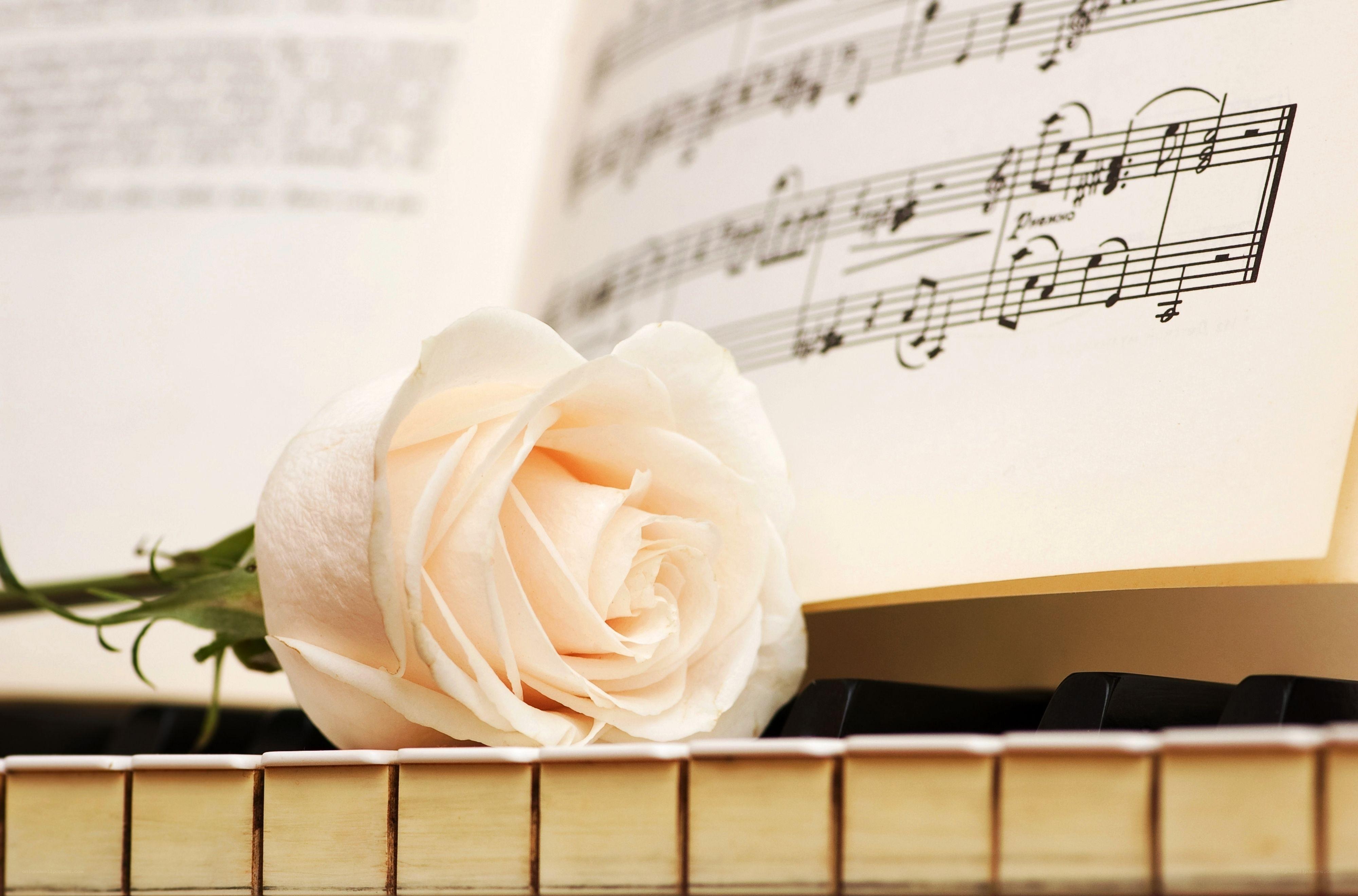 white rose on sheet music