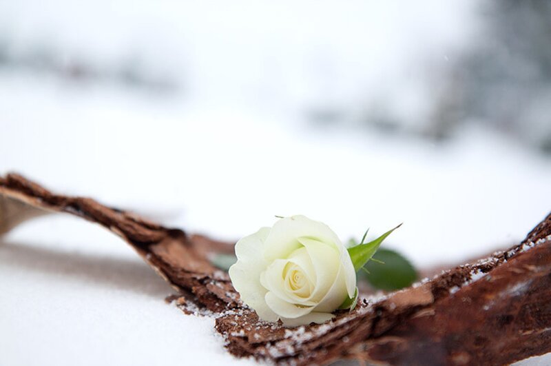 White Rose on Snow — Serene