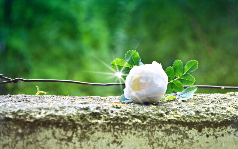 White Rose on Stone Wall
