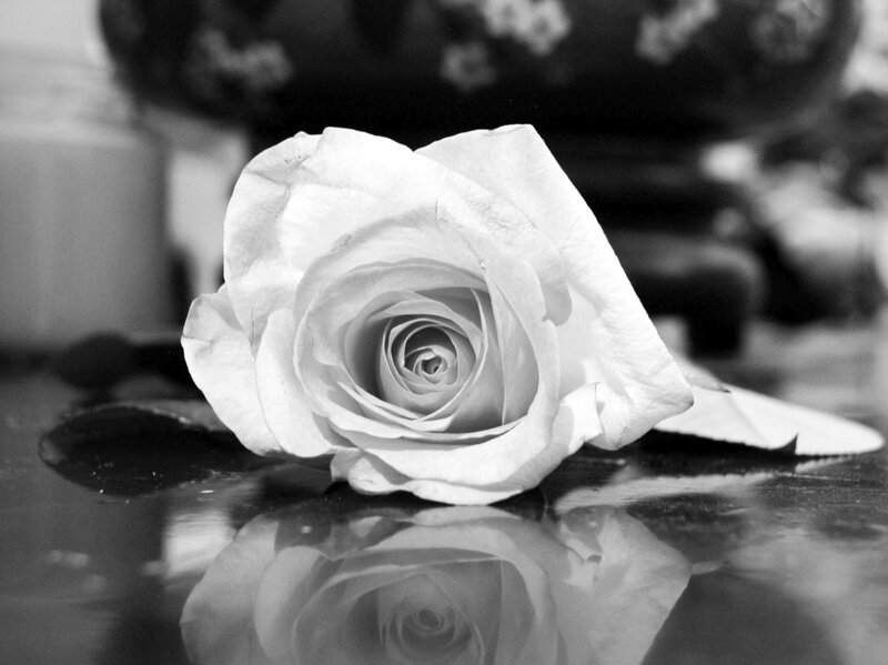 White Rose on Surface — Black, Serene