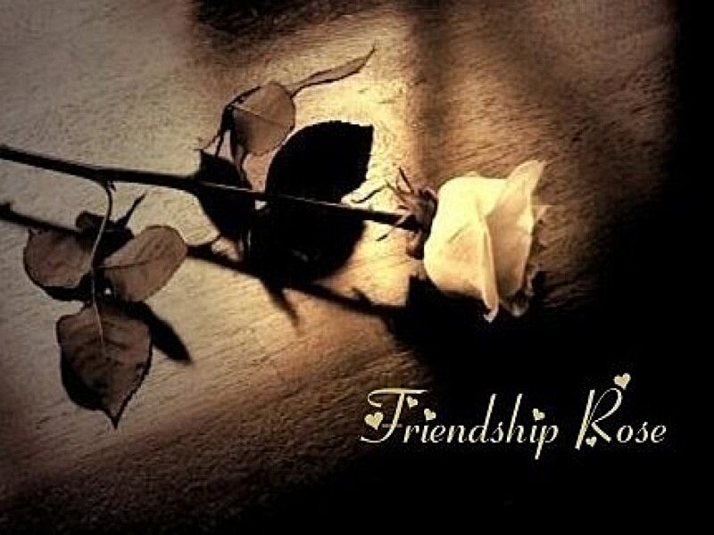 White Rose on Surface — Brown