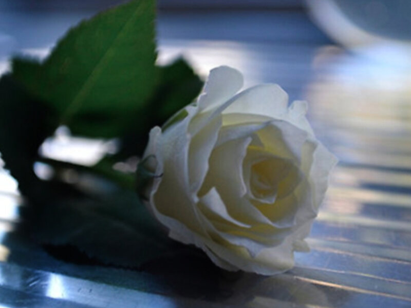 White Rose on Surface
