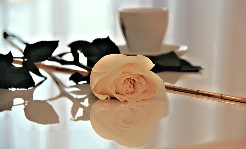 White Rose on Table — Serene, Morning