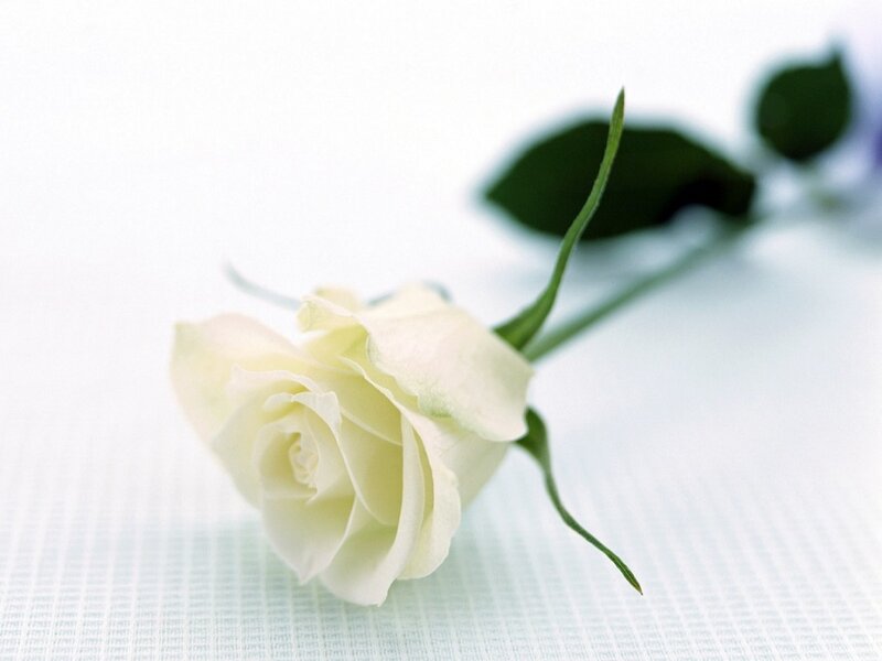 White Rose on Table — Serene