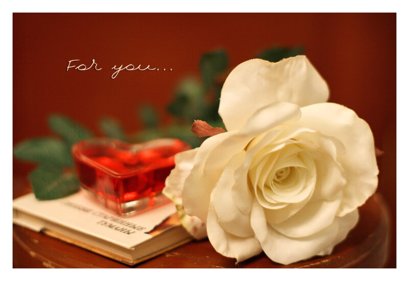 White Rose on Table