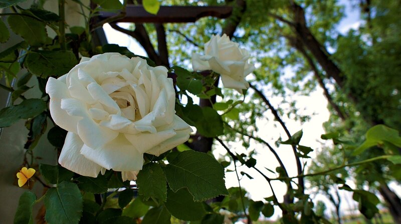White Rose on Vine — Serene