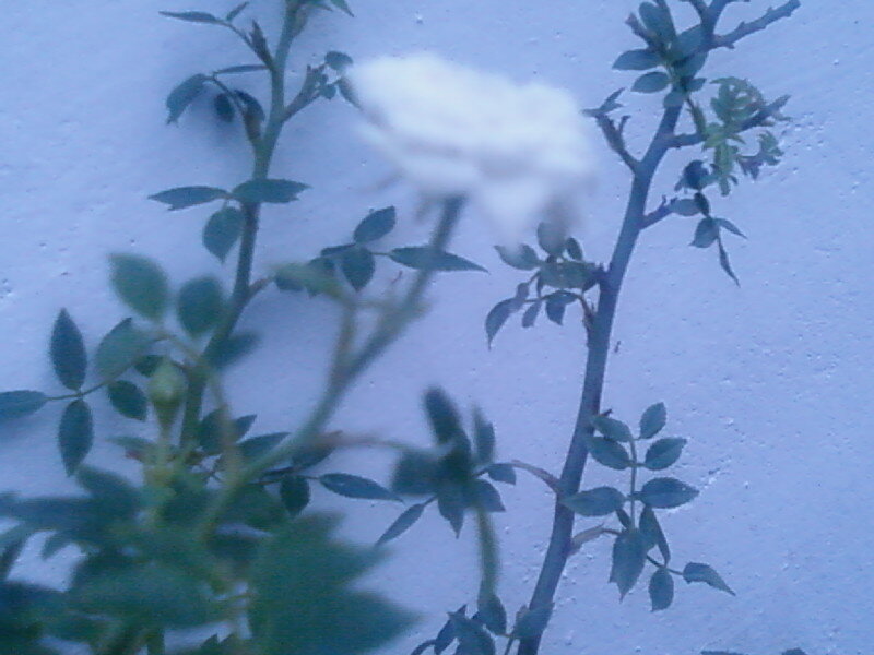 White Rose on Vine