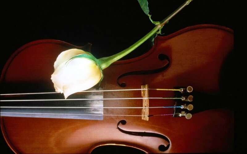 White Rose on Violin — Brown