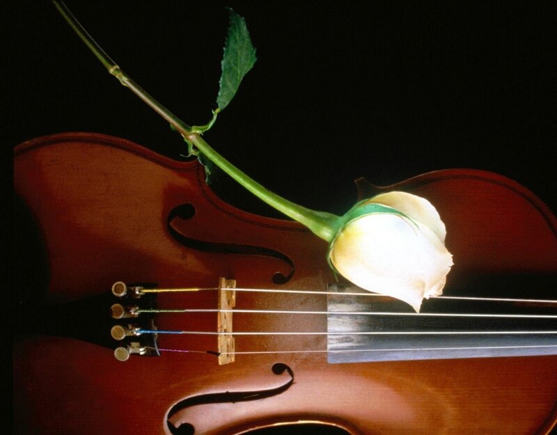 White Rose on Violin