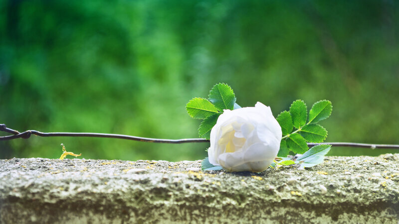 White Rose on Wall