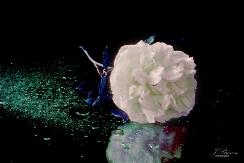 White Rose on Wet Surface — Black