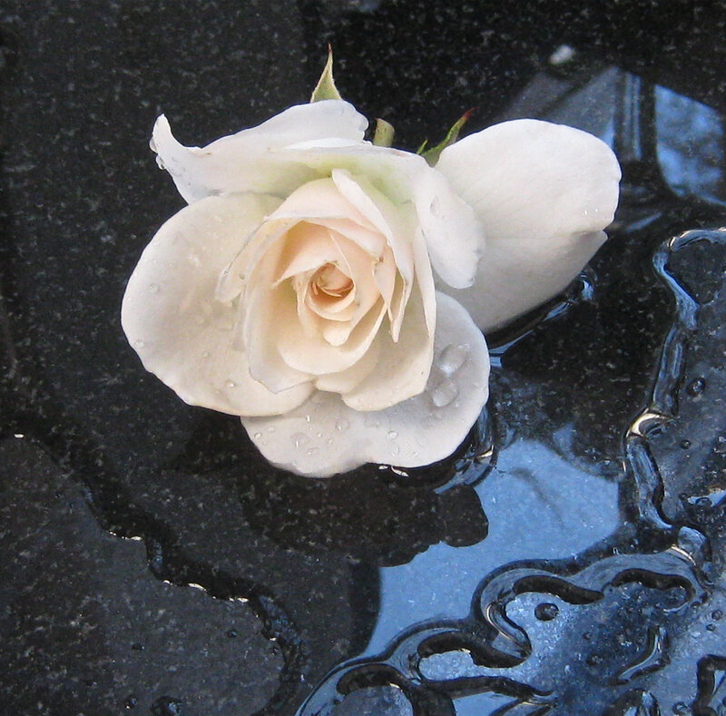 White Rose on Wet Surface — Calm