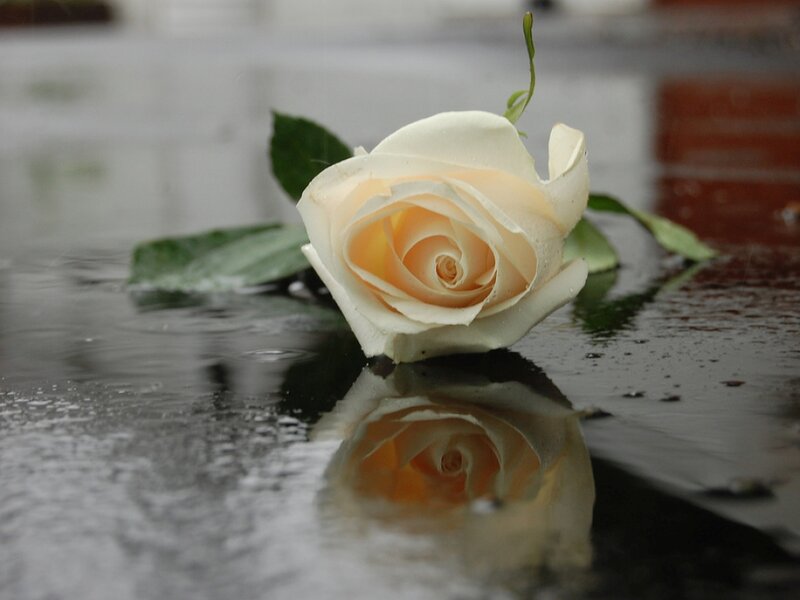 White Rose on Wet Surface — Somber