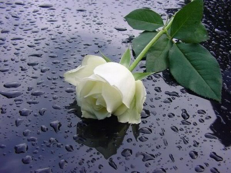 White Rose on Wet Surface