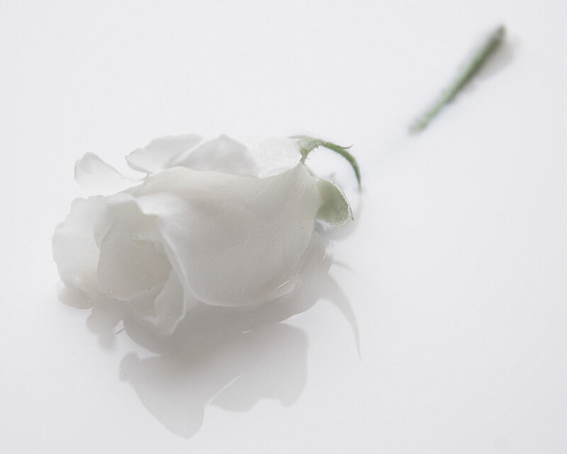 white rose on white surface