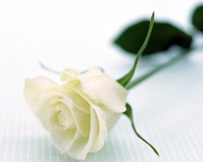 white rose on white surface
