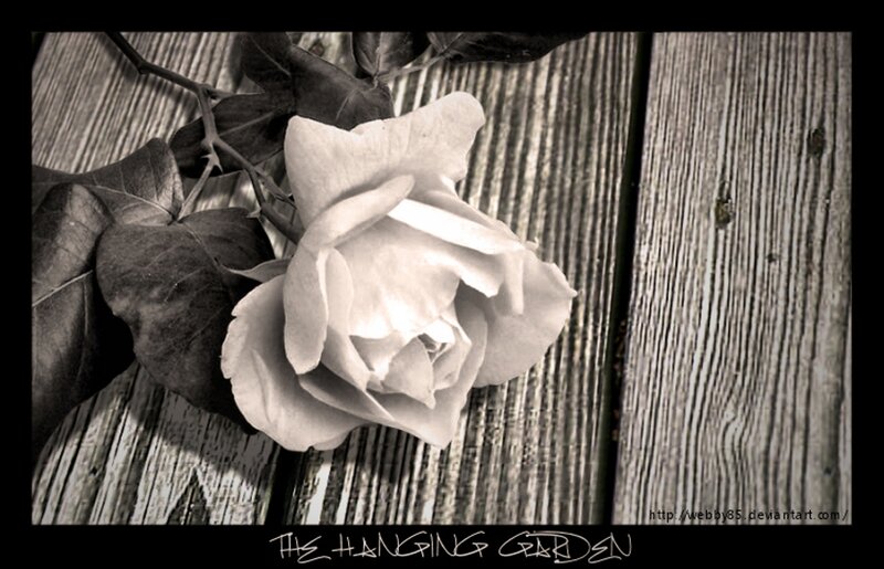 White Rose on Wood — Black, Somber