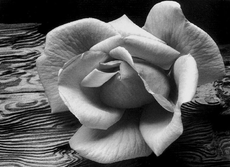 White Rose on Wood — Black