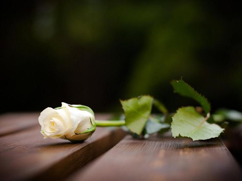 White Rose on Wood — Brown, Calm