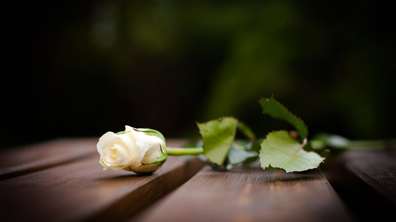 White Rose on Wood — Brown, Serene, Photograph, Wood Surface