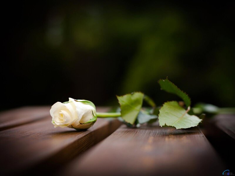 White Rose on Wood — Brown, Serene