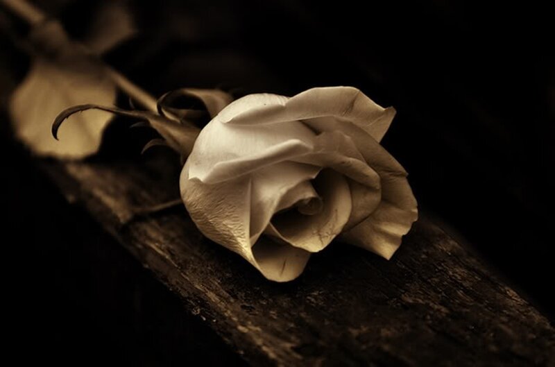White Rose on Wood — Brown