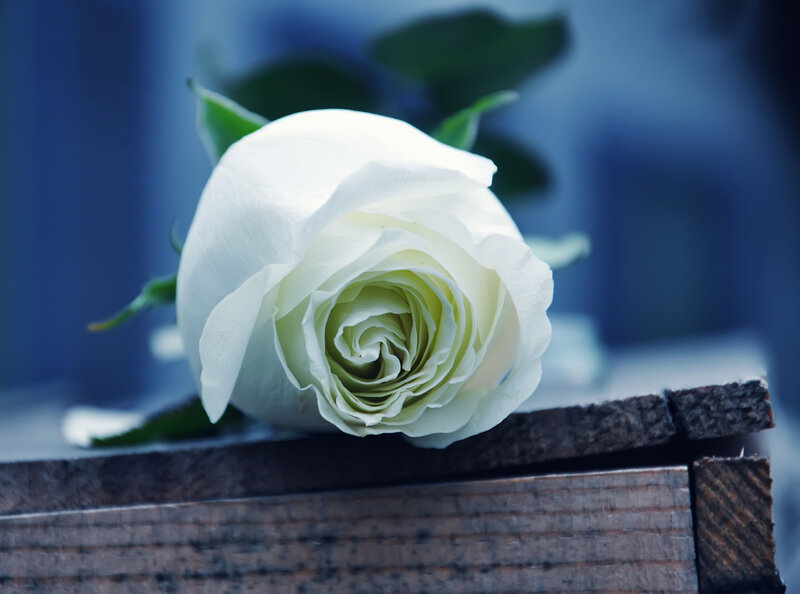 White Rose on Wood — Calm