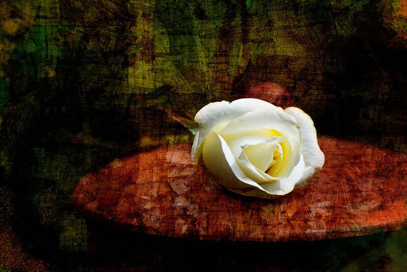 White Rose on Wood — Dramatic