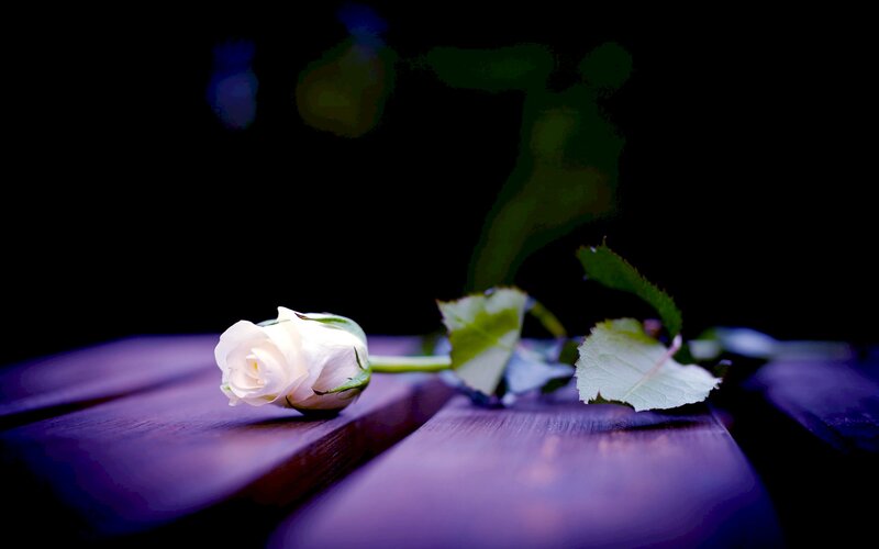 White Rose on Wood — Purple