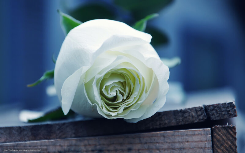 White Rose on Wood — Serene, Photograph