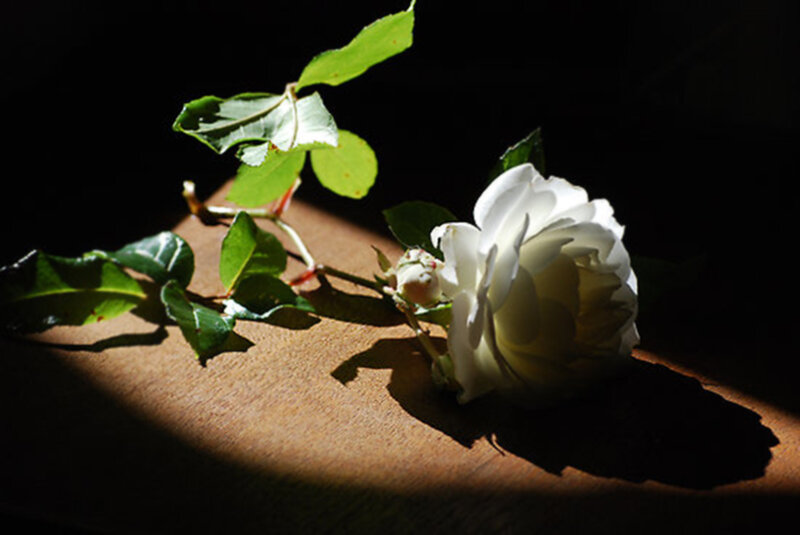 White Rose on Wood