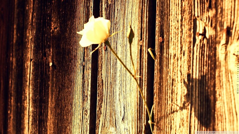 White rose on wooden fence