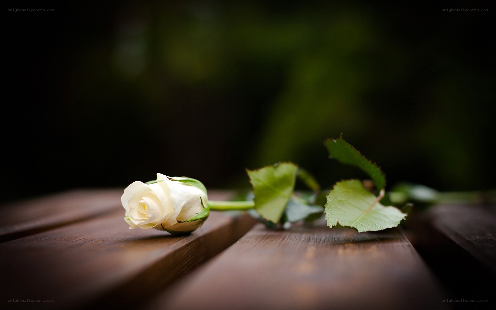 White rose on wooden surface