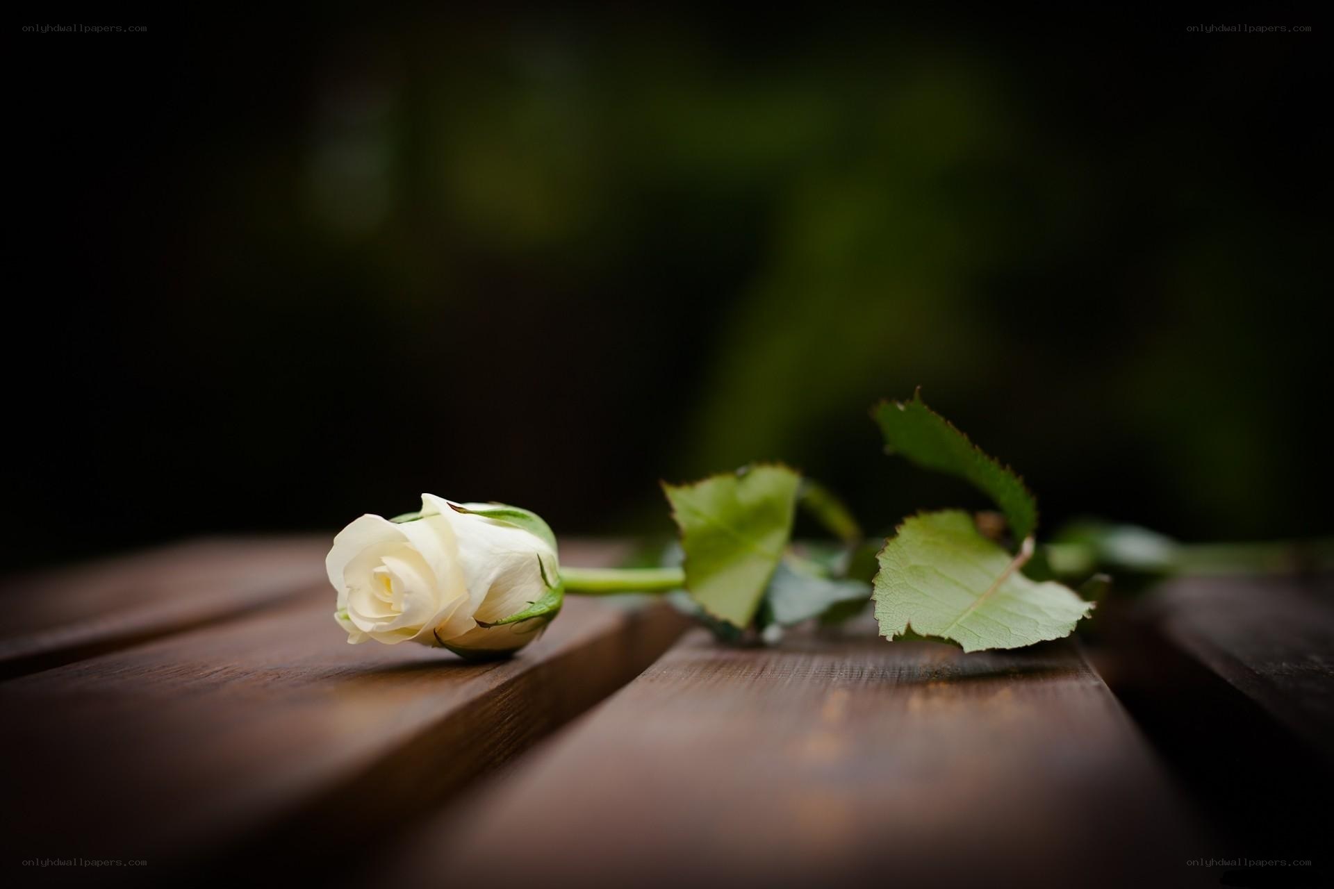 white rose on wooden surface