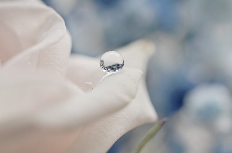 White Rose Petal with Water Droplet